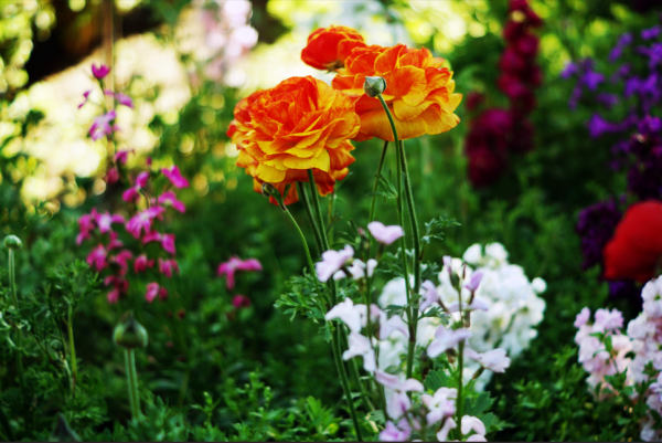 Nu je bloembollen planten? Dit is het moment