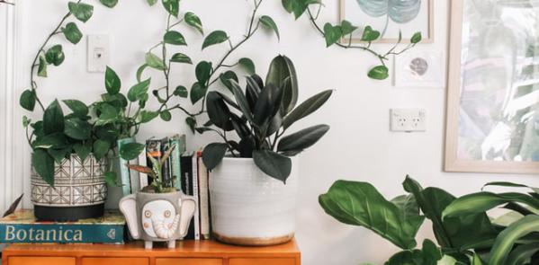 Deze goedkope kamerplanten haal je voor een prikkie in huis!