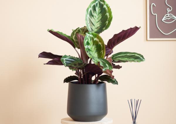 Beste standplaats voor planten: licht of schaduw?