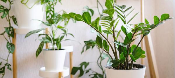 Top 5 planten die het goed doen in de verwarmingstijd