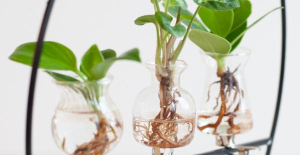 Hydroponie: Planten stekken of groeien op water