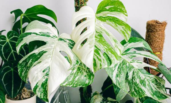 Bijzondere planten verdienen bijzondere verzorging