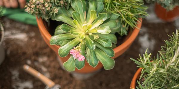 Makkelijke tuinplanten top 5