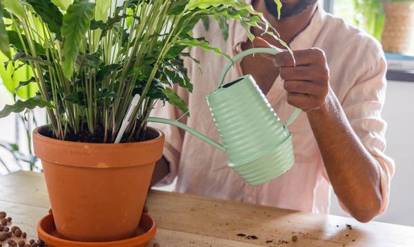 Hoeveel water heeft mijn plant nodig?