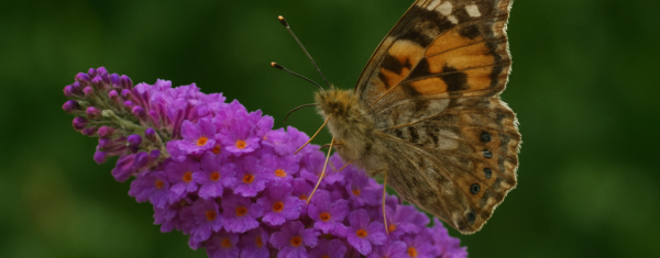 Top 10 vlinderstruiken voor een kleurrijke tuin vol leven