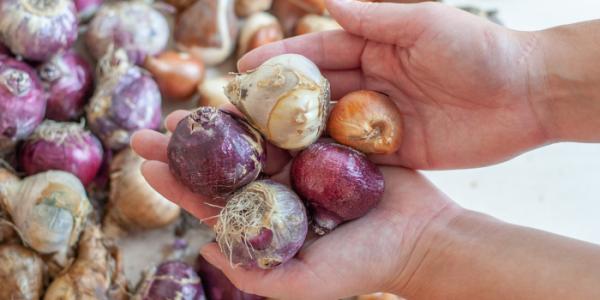 Bloembollen planten – hoe en wanneer?
