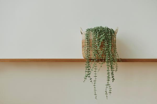 Kleine ruimte, groot effect: verticale plantenschappen