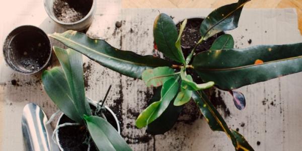 Wanneer moet ik mijn kamerplanten verpotten?