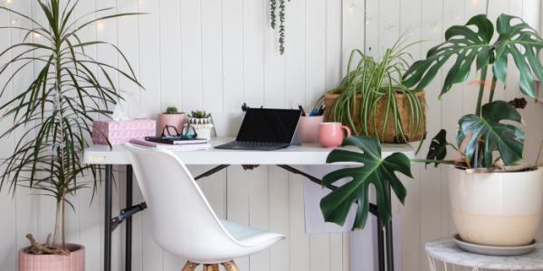 6 Tips: Duurzamer planten bestellen