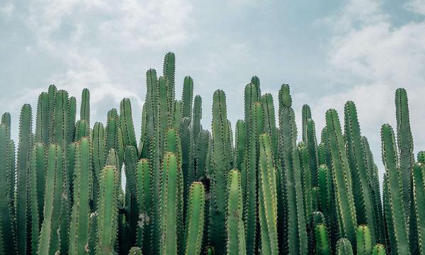 Vetplanten en cactussen: waarom hebben ze zo weinig water nodig?