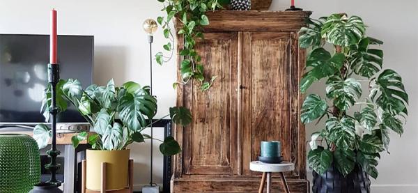 Hippe kamerplanten: dit zijn de cool kids van 2025!