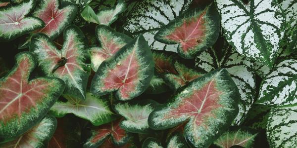 Caladium: knollen bewaren in de winter