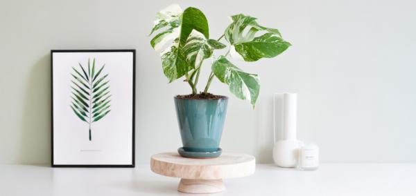 Monstera Variegata verzorging