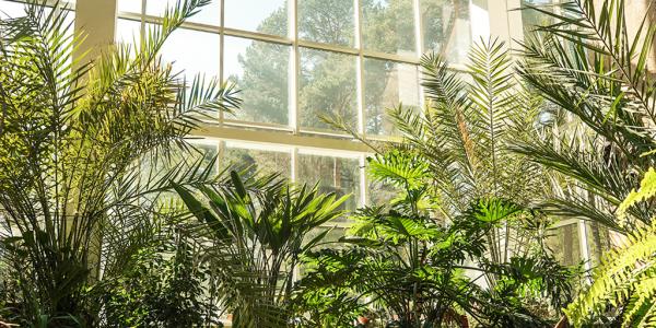 Zeven tips om je kamerplanten duurzaam te verzorgen