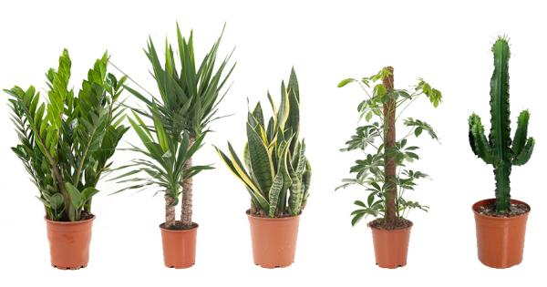 Stoere mannenplanten