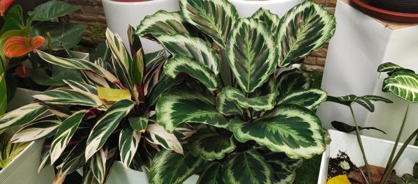 Planten die weinig licht nodig hebben? 8 perfecte planten voor jou!