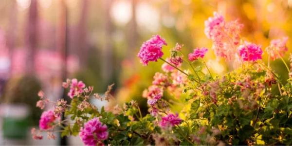 Tuin inspiratie: welke tuin past bij jou?