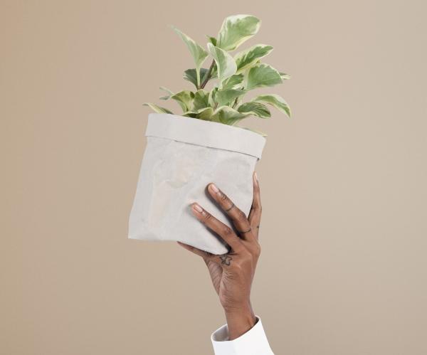 10 budgetvriendelijke plantcadeaus onder €25