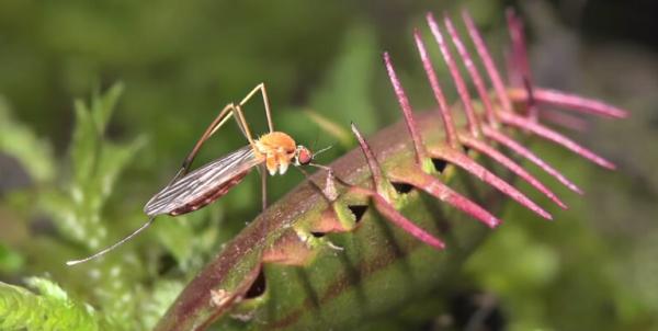 De beste indoor planten tegen muggen en vliegen