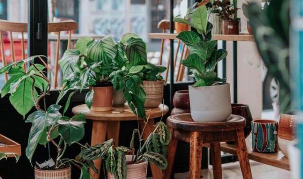 Hippe kamerplanten top 10