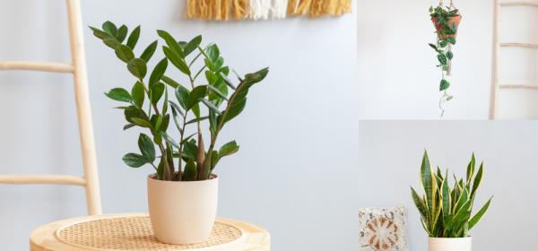 Onverwoestbare studentenplanten: dit zijn de groene krachtpatsers!