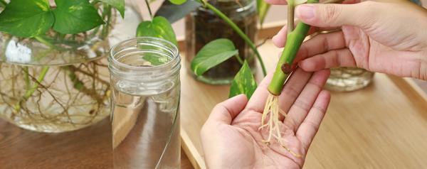 Welke planten kun je stekken? Planten stekken voor beginners!