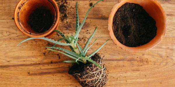 Verpotten planten in 8 stappen