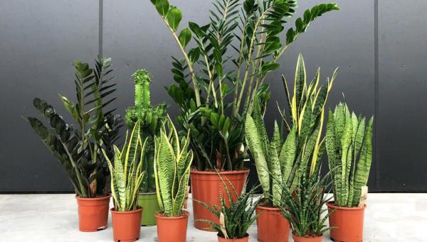 Met deze sterke kamerplanten kun je zorgeloos op vakantie!