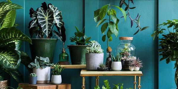 Zo bereid je je kamerplanten voor op de herfst en winter
