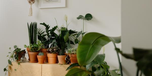 Zo verzorg je jouw kamerplanten in de zomer