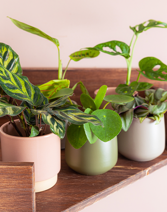 Kantoorplanten Kantoorplanten