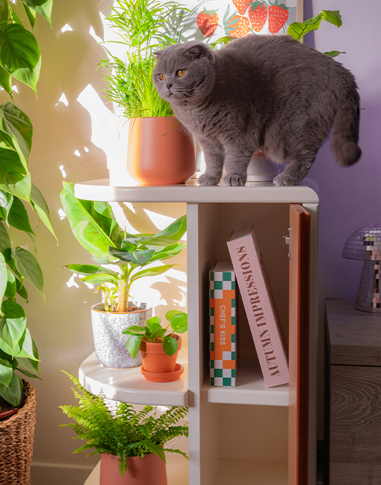 Plantenboxen Plantenboxen