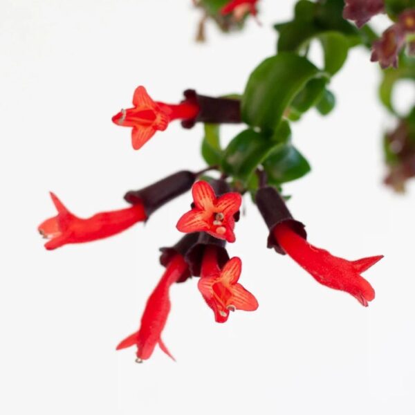 Aeschynanthus bloei Aeschynanthus bloei