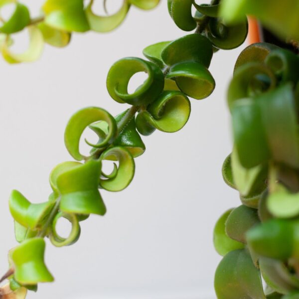 Aeschynanthus standplaats Aeschynanthus standplaats
