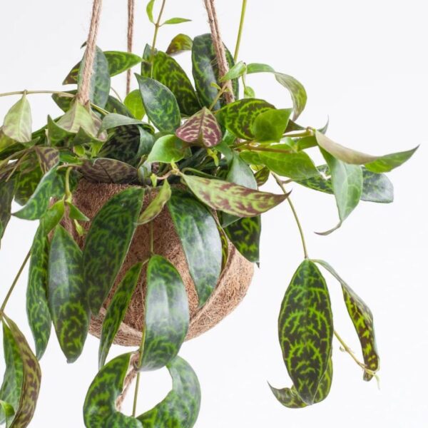 Aeschynanthus stekken Aeschynanthus stekken