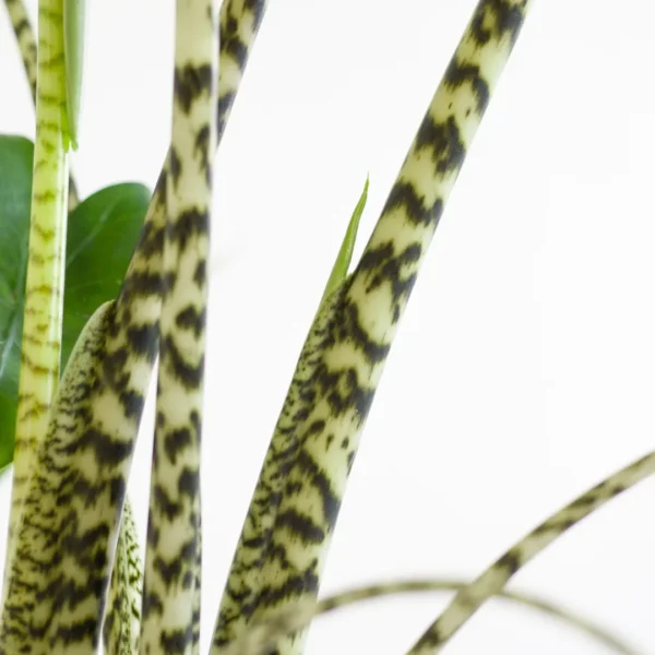 Alocasia verpotten Alocasia verpotten
