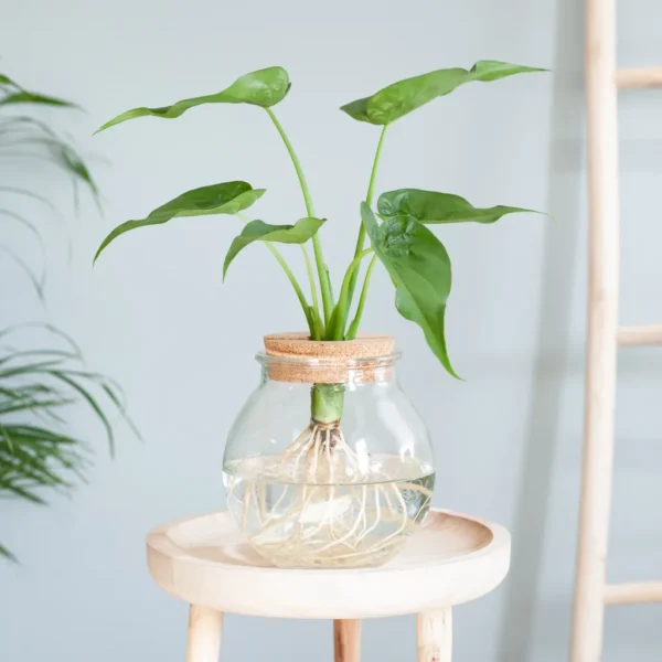 Alocasia standplaats Alocasia standplaats