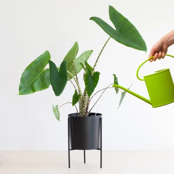 Alocasia water geven Alocasia water geven