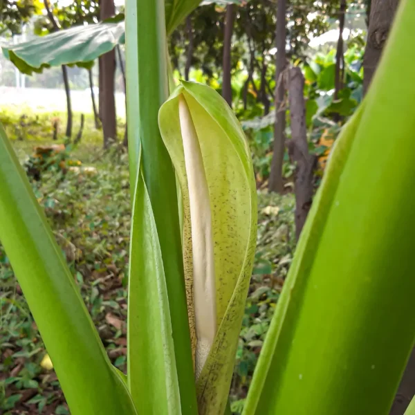 Alocasia bloei Alocasia bloei