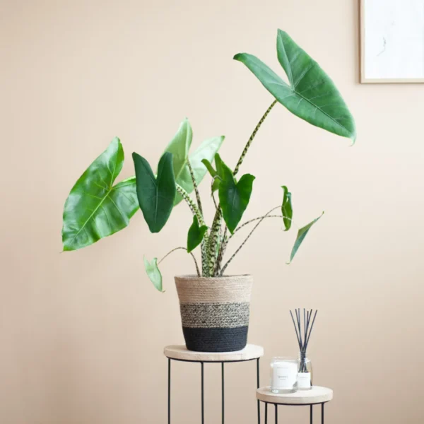 Alocasia voeding geven Alocasia voeding geven