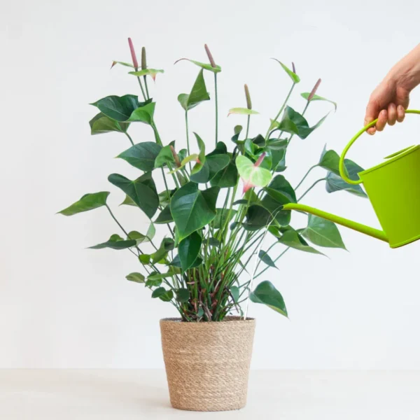 Anthurium water geven Anthurium water geven