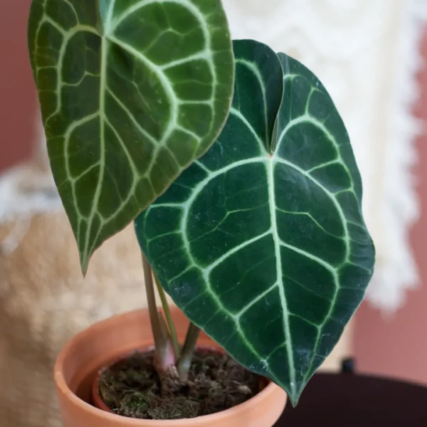 Anthurium standplaats Anthurium standplaats