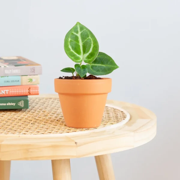 Anthurium onderhoud Anthurium onderhoud