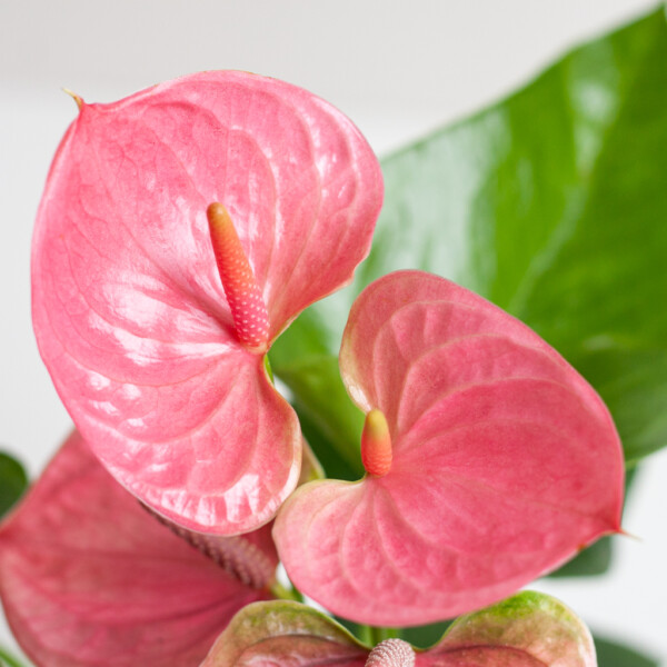 Anthurium bloei Anthurium bloei