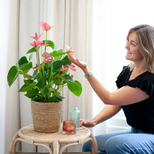 Anthurium verpotten Anthurium verpotten
