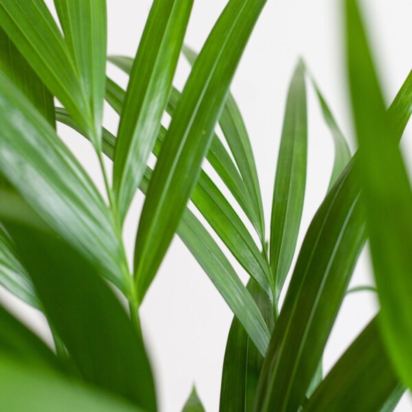 Areca standplaats Areca standplaats