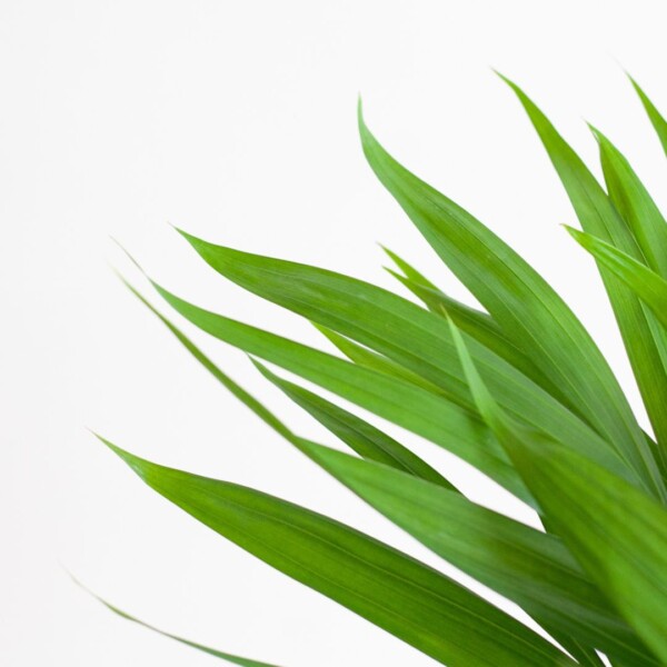 Areca bloei Areca bloei