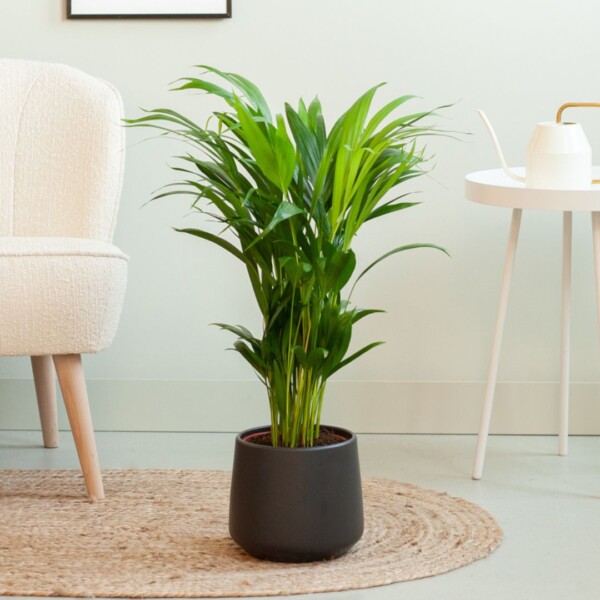 Areca palm onderhoud Areca palm onderhoud