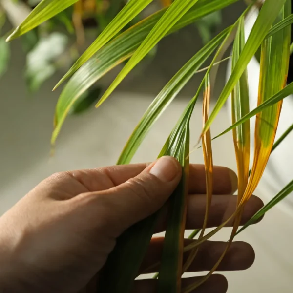 Areca palm voeding geven Areca palm voeding geven
