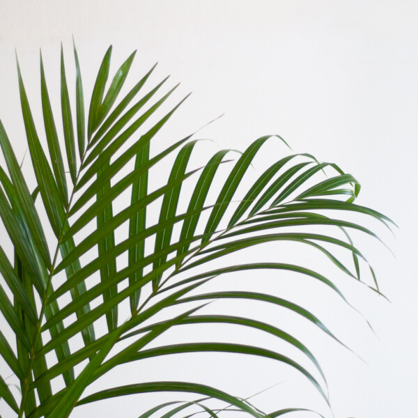 Areca verpotten Areca verpotten